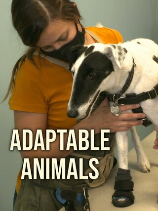 Adaptable Animals