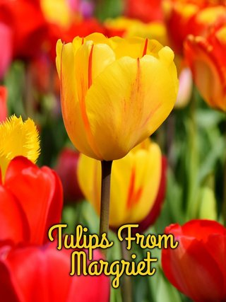 Tulips From Margriet