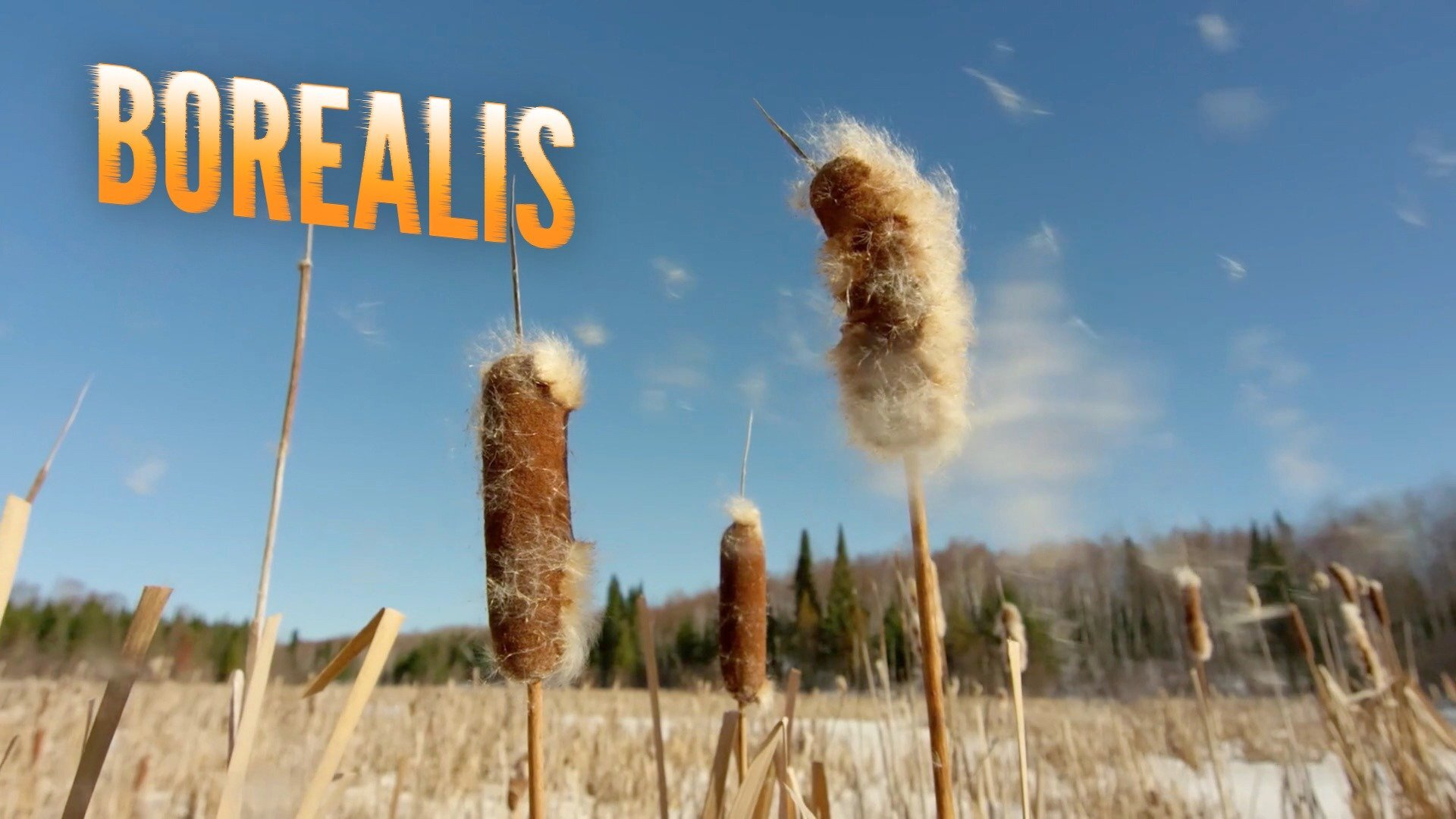 Borealis