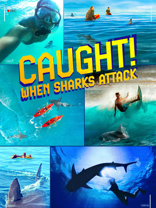 Caught! When Sharks Attack