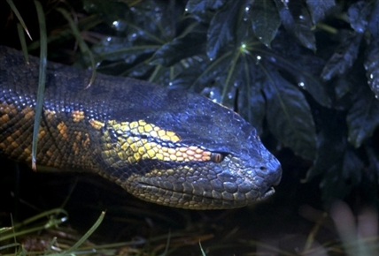 Anaconda