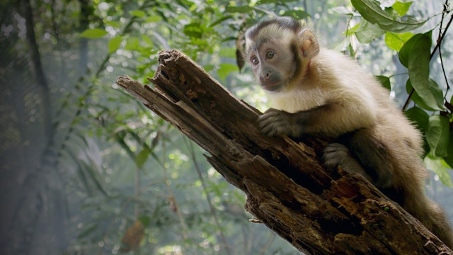 Amazonia