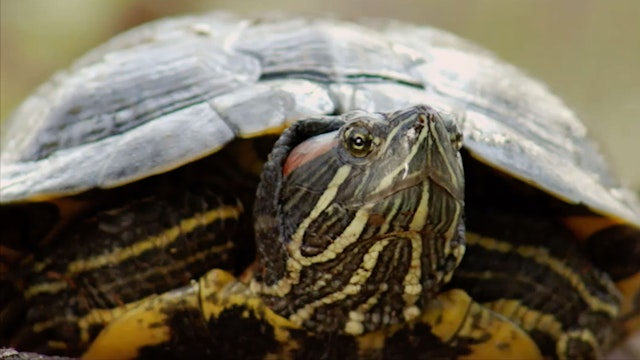 Turtle Tale