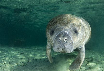 Animaleza